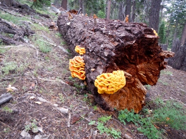 Colorful Fungus near Big Meadow