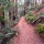 Dipsea Trail Segment and Muir Woods