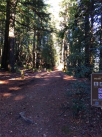 Redwood shaded trail to Bolinas Ridge