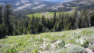 Round Valley Meadow
