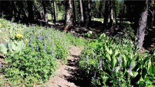 Flower lined trail: Crest Lupin and Corn Lily.