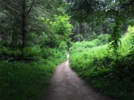 Fern lined trail