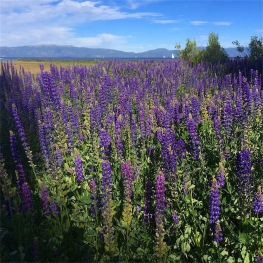 A field of Lupin where 4 feet of water should be