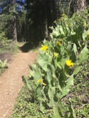 Mule Ears, found in areas in the basin with volcanic soil