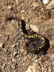 California Tiger Salamander out of his element - water is about one mile back. Right in the middle of the trail.